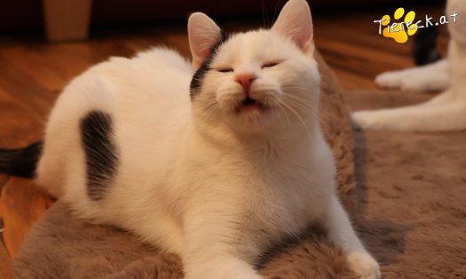 Katze Linus (Foto by Tiereck.at - Lavanttaler Tierhilfe)