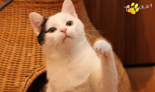 Katze Linus (Foto by Tiereck.at - Lavanttaler Tierhilfe)