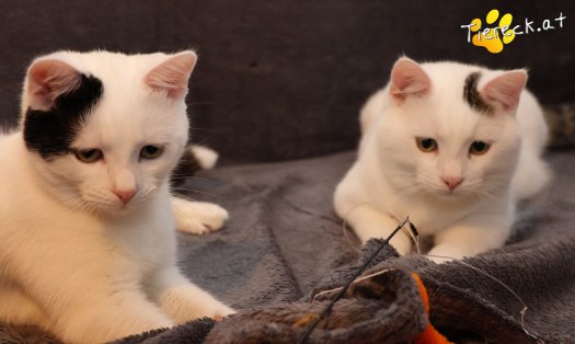 Katze Linus (Foto by Tiereck.at - Lavanttaler Tierhilfe)