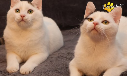 Katze Linus (Foto by Tiereck.at - Lavanttaler Tierhilfe)