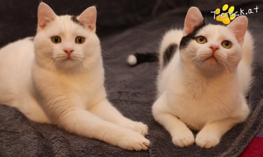 Katze Linus (Foto by Tiereck.at - Lavanttaler Tierhilfe)