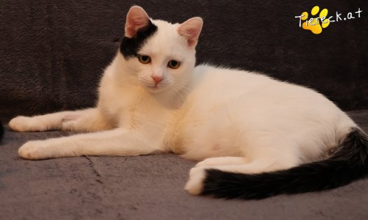 Katze Linus (Foto by Tiereck.at - Lavanttaler Tierhilfe)