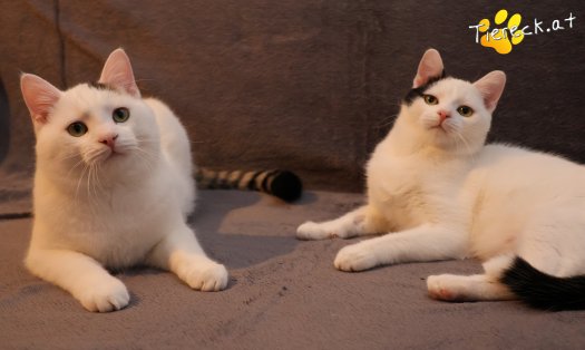 Katze Linus (Foto by Tiereck.at - Lavanttaler Tierhilfe)