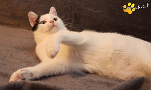 Katze Linus (Foto by Tiereck.at - Lavanttaler Tierhilfe)