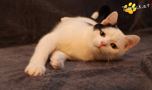 Katze Linus (Foto by Tiereck.at - Lavanttaler Tierhilfe)