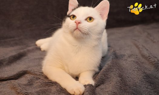 Katze Linus (Foto by Tiereck.at - Lavanttaler Tierhilfe)