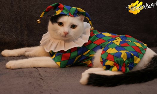 Katze Linus (Foto by Tiereck.at - Lavanttaler Tierhilfe)