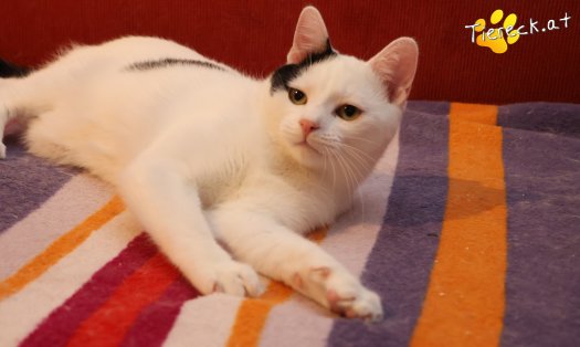 Katze Linus (Foto by Tiereck.at - Lavanttaler Tierhilfe)