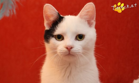 Katze Linus (Foto by Tiereck.at - Lavanttaler Tierhilfe)