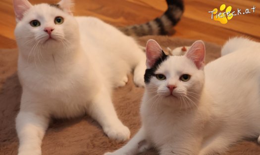 Katze Linus (Foto by Tiereck.at - Lavanttaler Tierhilfe)