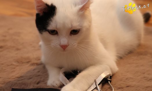 Katze Linus (Foto by Tiereck.at - Lavanttaler Tierhilfe)