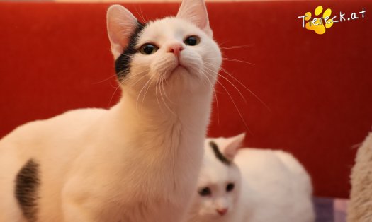 Katze Linus (Foto by Tiereck.at - Lavanttaler Tierhilfe)