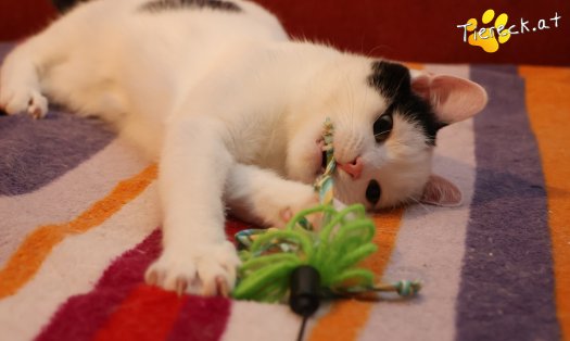 Katze Linus (Foto by Tiereck.at - Lavanttaler Tierhilfe)