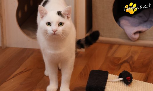 Katze Elvis (Foto by Tiereck.at - Lavanttaler Tierhilfe)