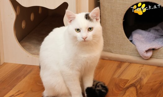 Katze Elvis (Foto by Tiereck.at - Lavanttaler Tierhilfe)
