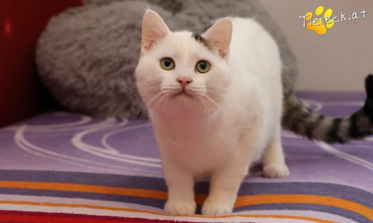 Katze Elvis (Foto by Tiereck.at - Lavanttaler Tierhilfe)