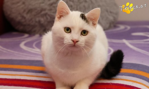 Katze Elvis (Foto by Tiereck.at - Lavanttaler Tierhilfe)