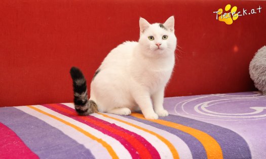 Katze Elvis (Foto by Tiereck.at - Lavanttaler Tierhilfe)