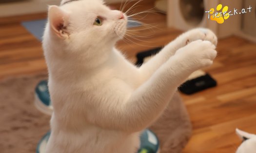 Katze Elvis (Foto by Tiereck.at - Lavanttaler Tierhilfe)