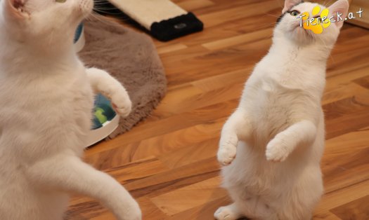 Katze Elvis (Foto by Tiereck.at - Lavanttaler Tierhilfe)