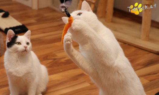 Katze Elvis (Foto by Tiereck.at - Lavanttaler Tierhilfe)