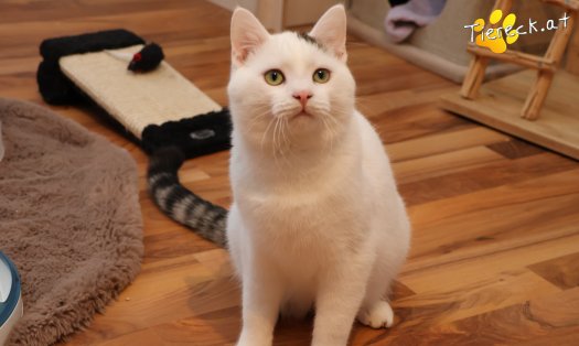 Katze Elvis (Foto by Tiereck.at - Lavanttaler Tierhilfe)