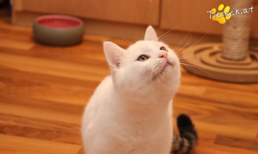 Katze Elvis (Foto by Tiereck.at - Lavanttaler Tierhilfe)