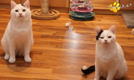 Katze Elvis (Foto by Tiereck.at - Lavanttaler Tierhilfe)