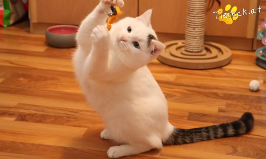 Katze Elvis (Foto by Tiereck.at - Lavanttaler Tierhilfe)