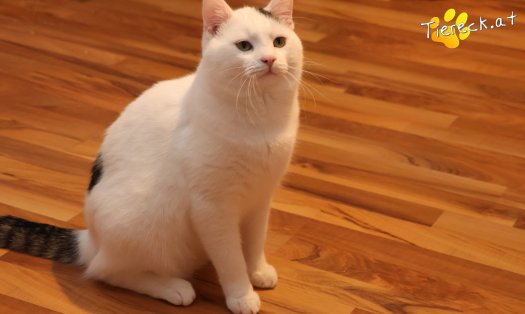 Katze Elvis (Foto by Tiereck.at - Lavanttaler Tierhilfe)