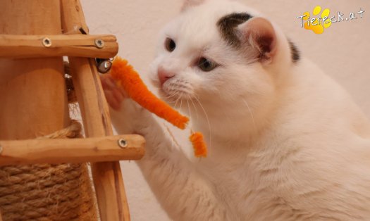 Katze Elvis (Foto by Tiereck.at - Lavanttaler Tierhilfe)