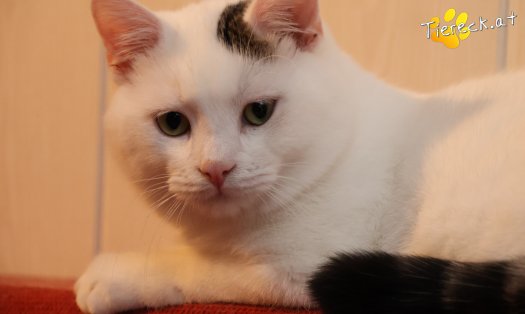 Katze Elvis (Foto by Tiereck.at - Lavanttaler Tierhilfe)