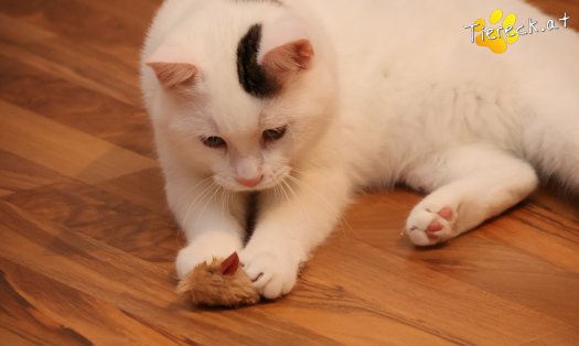 Katze Elvis (Foto by Tiereck.at - Lavanttaler Tierhilfe)