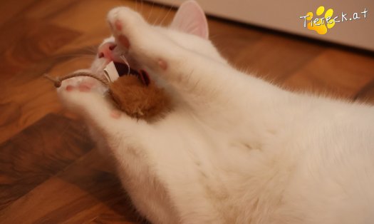 Katze Elvis (Foto by Tiereck.at - Lavanttaler Tierhilfe)