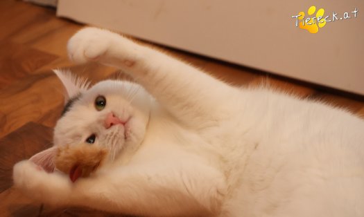 Katze Elvis (Foto by Tiereck.at - Lavanttaler Tierhilfe)