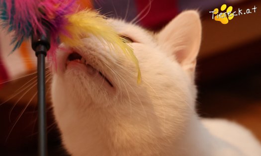 Katze Elvis (Foto by Tiereck.at - Lavanttaler Tierhilfe)