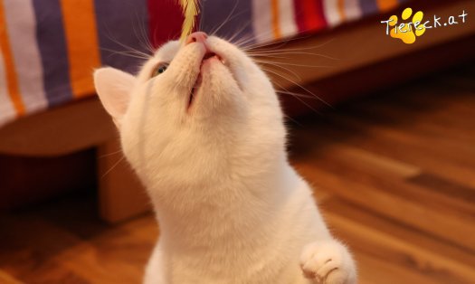 Katze Elvis (Foto by Tiereck.at - Lavanttaler Tierhilfe)