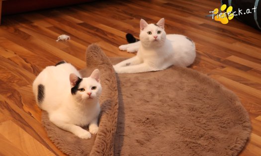 Katze Elvis (Foto by Tiereck.at - Lavanttaler Tierhilfe)