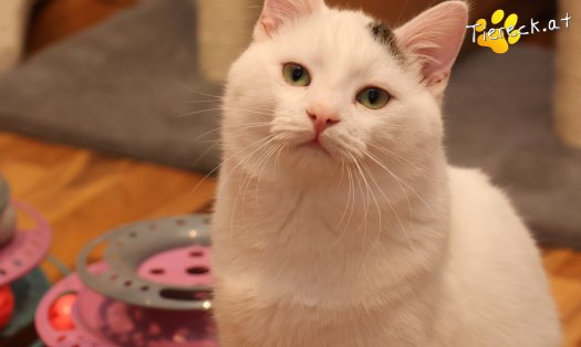 Katze Elvis (Foto by Tiereck.at - Lavanttaler Tierhilfe)