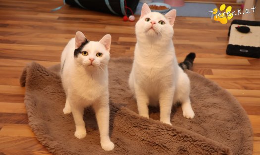 Katze Elvis (Foto by Tiereck.at - Lavanttaler Tierhilfe)