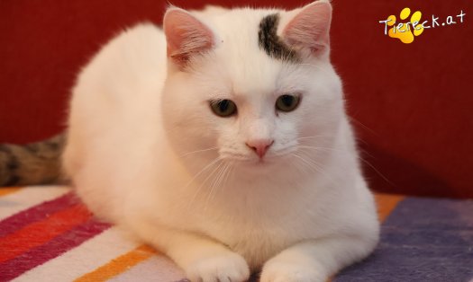 Katze Elvis (Foto by Tiereck.at - Lavanttaler Tierhilfe)