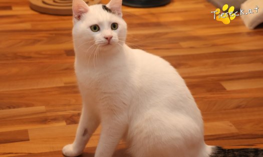 Katze Elvis (Foto by Tiereck.at - Lavanttaler Tierhilfe)