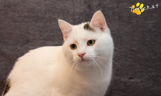 Katze Elvis (Foto by Tiereck.at - Lavanttaler Tierhilfe)