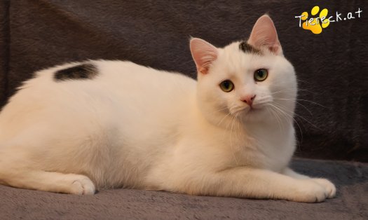 Katze Elvis (Foto by Tiereck.at - Lavanttaler Tierhilfe)