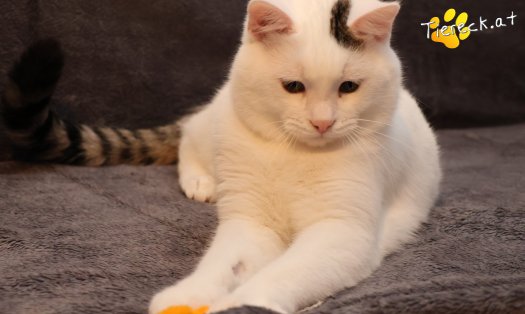 Katze Elvis (Foto by Tiereck.at - Lavanttaler Tierhilfe)