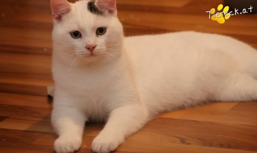 Katze Elvis (Foto by Tiereck.at - Lavanttaler Tierhilfe)