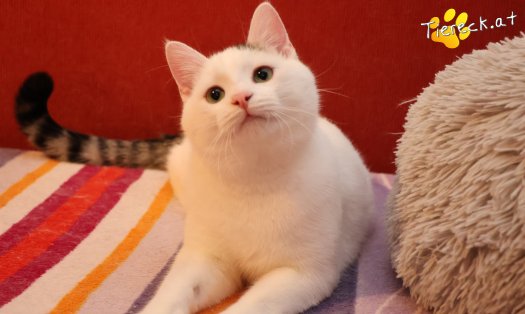 Katze Elvis (Foto by Tiereck.at - Lavanttaler Tierhilfe)