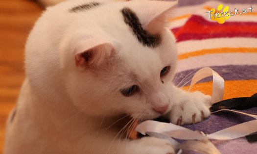 Katze Elvis (Foto by Tiereck.at - Lavanttaler Tierhilfe)