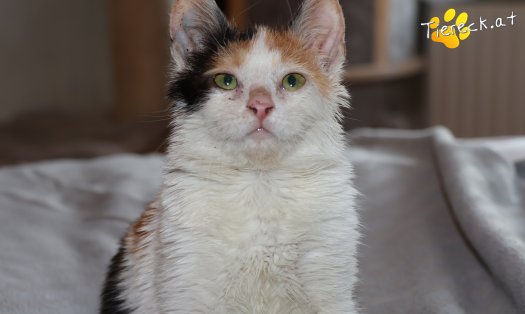 Katze Cosima (Foto by Tiereck.at - Lavanttaler Tierhilfe)