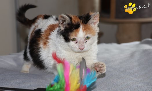 Katze Cosima (Foto by Tiereck.at - Lavanttaler Tierhilfe)